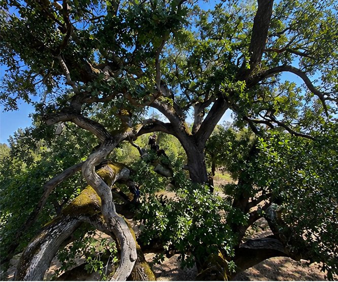 Sprawling native oak with moss-covered limbs, carefully preserved and pruned