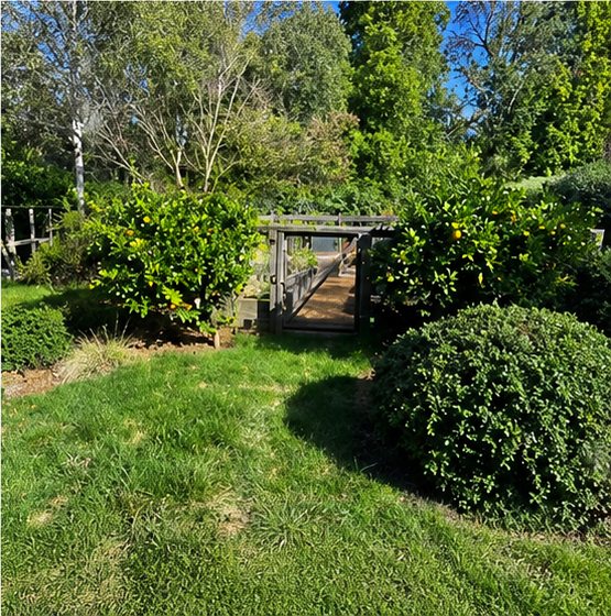 Backyard garden with a wooden arbor, fruit trees and clipped shrubs beside a healthy lawn