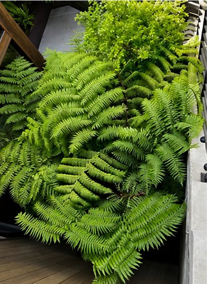Lush ferns and layered greenery thriving in a shaded garden bed beside a deck